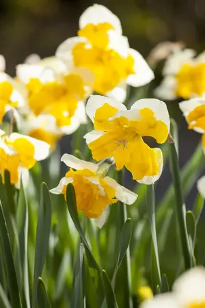 Narcissus 'Orangery' - flower bulb 14/16