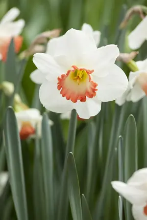 Narcissus 'Pink Charm' - flower bulb 14/16 - image 2