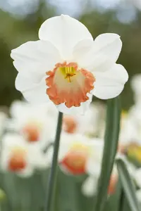 Narcissus 'Pink Charm' - flower bulb 14/16 - image 3