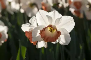 Narcissus 'Pink Charm'