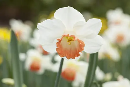 Narcissus 'Pink Charm' - flower bulb 14/16 - image 4