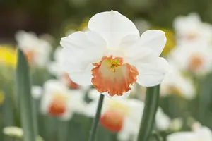 Narcissus 'Pink Charm' - flower bulb 14/16 - image 4