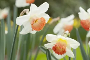 Narcissus 'Pink Charm' - flower bulb 14/16 - image 5