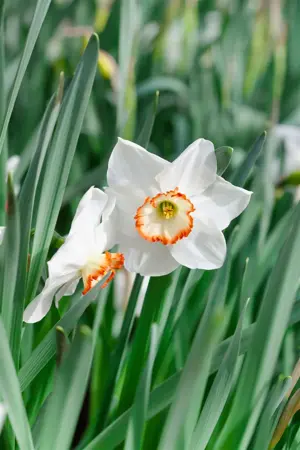 Narcissus 'Polar Ice' - P9 - image 4