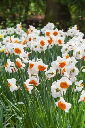 Narcissus 'Polar Ice' - P9 - image 5