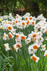 Narcissus 'Polar Ice' - P9 - image 5