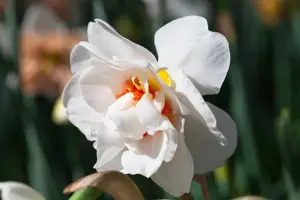 Narcissus 'Polar Ice'