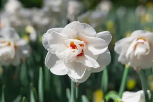 Narcissus 'Polar Ice' - P9 - image 2