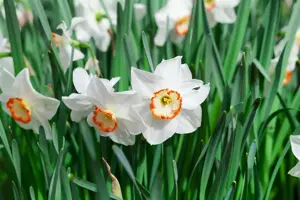 Narcissus 'Polar Ice' - P9 - image 3
