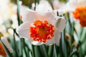 Narcissus 'Precocious'