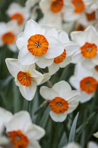 Narcissus 'Prof. Einstein'
