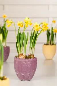 Narcissus pseudonarcissus
