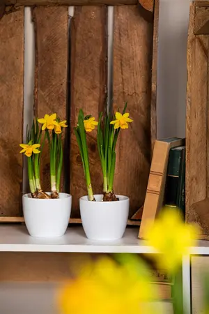 Narcissus pseudonarcissus - flower bulb 10/12 - image 3