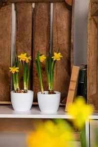 Narcissus pseudonarcissus - flower bulb 10/12 - image 3