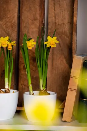 Narcissus pseudonarcissus - flower bulb 10/12 - image 4