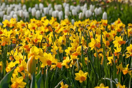 Narcissus pseudonarcissus - flower bulb 10/12 - image 5