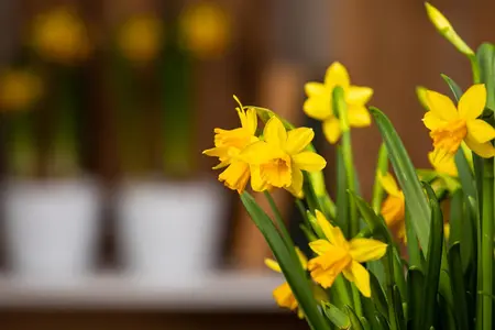 Narcissus pseudonarcissus - flower bulb 10/12 - image 2