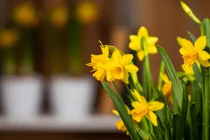 Narcissus pseudonarcissus - flower bulb 10/12 - image 2