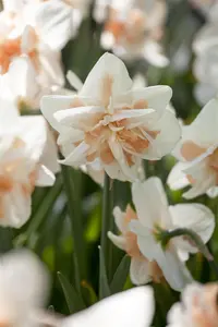 Narcissus 'Replete'