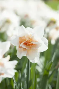 Narcissus 'Replete' - flower bulb 14/16 - image 2