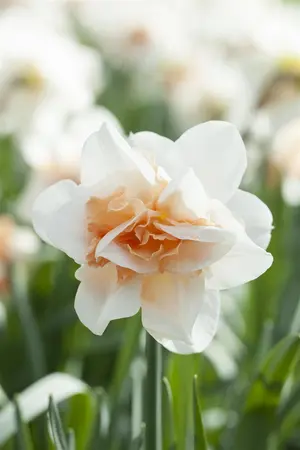 Narcissus 'Replete' - flower bulb 14/16 - image 3