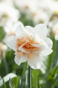 Narcissus 'Replete' - flower bulb 14/16 - image 3