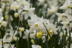 Narcissus 'Sailboat'