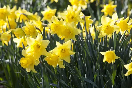 Narcissus 'Spellbinder' - flower bulb 14/16