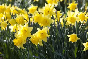 Narcissus 'Spellbinder'