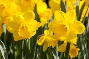 Narcissus 'Standard Value'