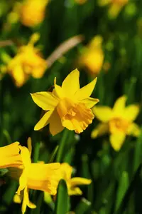 Narcissus 'T?te ? T?te'