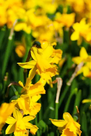 Narcissus 'T?te ? T?te' - P9 - image 2
