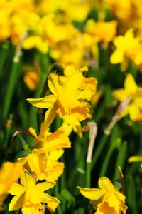 Narcissus 'T?te ? T?te' - P9 - image 2