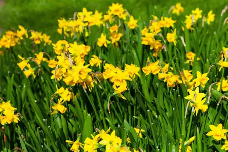 Narcissus 'T?te ? T?te' - P9 - image 3