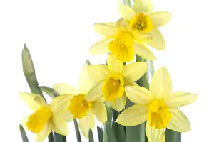 Narcissus 'T?te ? T?te' - P9 - image 5