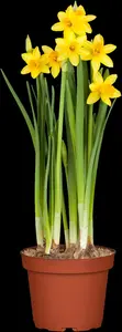 Narcissus 'T?te ? T?te' - P9 - image 4