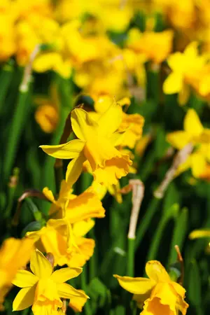 Narcissus 'T?te ? T?te' Deluxe - flower bulb 12/14 - image 2