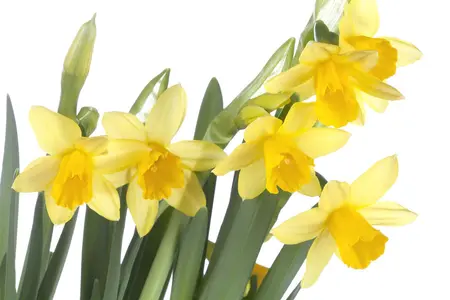 Narcissus 'T?te ? T?te' Deluxe - flower bulb 12/14 - image 5