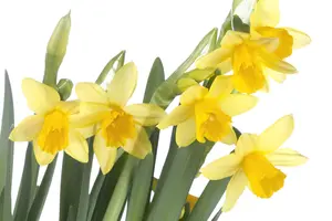 Narcissus 'T?te ? T?te' Deluxe - flower bulb 12/14 - image 5