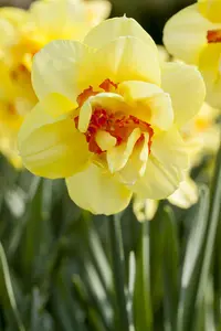 Narcissus 'Tahiti'