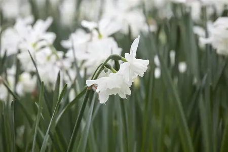 Narcissus 'Thalia' - flower bulb 12/14