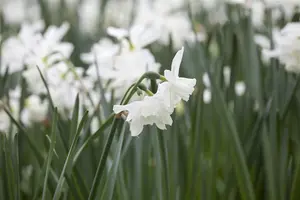 Narcissus 'Thalia' - flower bulb 12/14