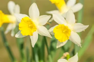 Narcissus 'Topolino'