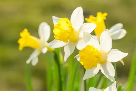 Narcissus 'Topolino' - flower bulb 10/12 - image 2