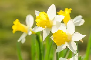 Narcissus 'Topolino' - flower bulb 10/12 - image 2