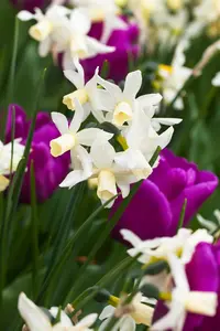 Narcissus 'Toto'