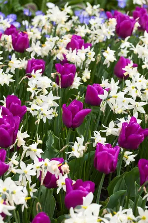 Narcissus 'Toto' - flower bulb 10/12 - image 2