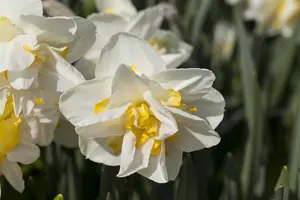 Narcissus 'White Lion'