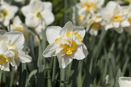 Narcissus 'White Lion' - flower bulb 14/16 - image 2