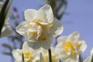 Narcissus 'White Lion' - flower bulb 14/16 - image 3